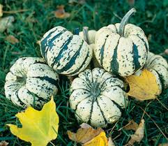 We did not find results for: Curing Storage Chart For Winter Squash Johnny S Selected Seeds