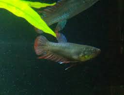 Due to the fact that bettas have been so heavily crossed bred over the years, there are now many different types available on the market. What Tail Type Is This Female Betta My Aquarium Club