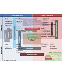 Antibiotics Coverage Chart Pdf Scouting Web