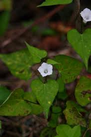 Image result for Ipomoea polymorpha