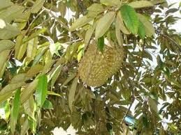 Berikut adalah beberapa senarai sahaja kanser / barah semua jenis kanser seperti: 8000 Gambar Daun Durian Hd Terbaik Infobaru