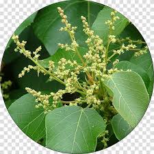 Image result for Macaranga capensis