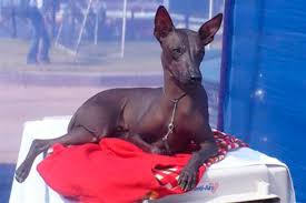 Dogs possessing dominant genes for hairlessness transfer this physical attribute to their offspring under natural conditions without human intervention. The Xoloitzcuintle And Peruvian Hairless Dogs Veterinaria Digital