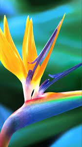 Bird Of Paradise Iphone Apple Iphone Iphone 5