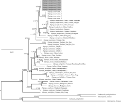 Image result for Flabellariopsis acuminata
