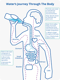 Water S Journey Through The Body Aquasana