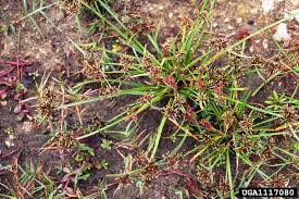 Image result for Cyperus luteus