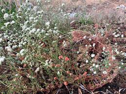 Image result for Microstegium fasciculatum