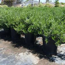 Image result for Olea