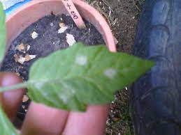 I will try to save my tomato plants as you suggested. Tomato White Spots On Tomato Plant