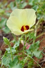 Image result for Hibiscus schinzii