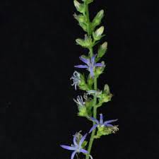 Image result for Wahlenbergia petraea