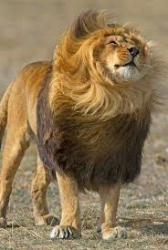 Belle Criniere Au Vent Animals Wild Animal Sanctuary Animals Beautiful