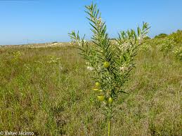 Image result for Gomphocarpus fruticosus