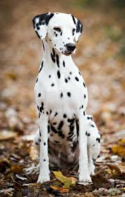 Pin By Lilly On Cross Stitch Patterns Pretty Dogs Dalmatian Dogs Dalmatian