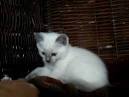 Siamese Kittens for sale – Kittentanz