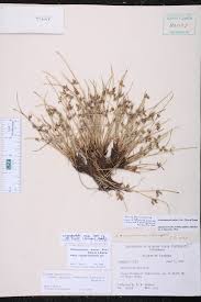 Image result for Schoenoplectiella roylei