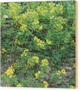 Image result for Senna floribunda
