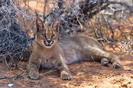 Карака́л, или степная рысь (лат. Karakal Caracal Foto Bild Natur Katze South Africa Bilder Auf Fotocommunity