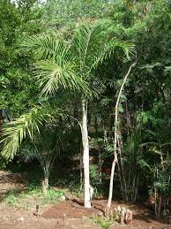 Image result for Gaussia maya