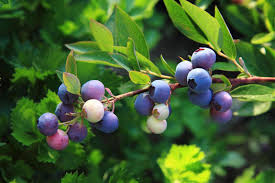 Image result for Vaccinium stanleyi