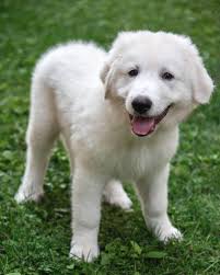 Trixie The runt with the spunk—and a serious thing for chicken. Trixie may  be the tiniest of the trio, but she's got the boldest personality. •  Slightly under 20 lbs • Feisty,