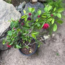 Image result for Calliandra haematocephala