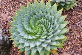 Image result for Aloe plowesii