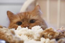 Many cat owners believe that it's okay to give their cats a marshmallow every now and then, but it's not. Can Cats Eat Rice Different Rice Products