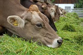 Check spelling or type a new query. Berikut Ini Jenis Rumput Untuk Pakan Ternak Terbaik Bagi Kambing Sapi Kerbau Dll Supplier Produk Indonesia