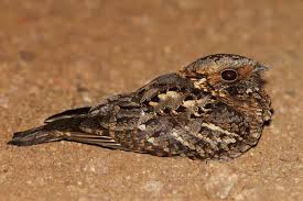 Black Bird With Orange Belly Michigan Nightjar South African Birds African Wildlife Nightjar Bird