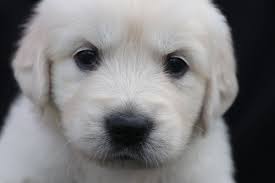 Pin By Vip Puppies Animals Dogs On Puppies For Sale English Golden Retriever Puppy Retriever Puppy Golden Retriever Puppy