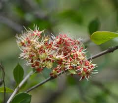 Image result for Lawsonia inermis