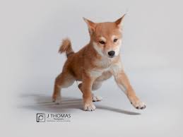 Rescues are also welcome to post their dogs for adoption. Shiba Inu Puppies Petland Topeka
