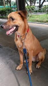 Black And Brown Dog Breeds Medium Have You Seen This Missing Mongrel Dog Lost At Pasir Ris Park Dog Breeds Dogs Breeds