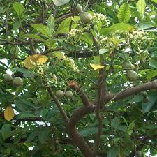 Image result for Voacanga thouarsii