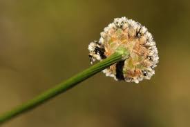 Image result for Mesanthemum africanum