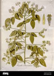 Image result for Oxalis barrelieri