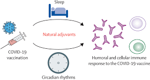 Since the first positive results on vaccines have come out, a lot of people have asked me if i think everyone should take them? Could A Good Night S Sleep Improve Covid 19 Vaccine Efficacy The Lancet Respiratory Medicine