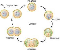 Mitosis Definition Of Mitosis By Medical Dictionary Medical Dictionary Mitosis Daughter Cells