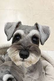 Any miniature schnauzer owner would love a gift like this. Cute Mini Schnauzer Cute Baby Animals Schnauzer Puppy Mini Schnauzer