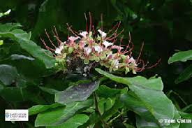 Image result for Intsia bijuga