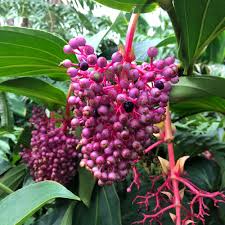 Image result for Medinilla
