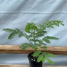 Image result for Bulbophyllum burttii