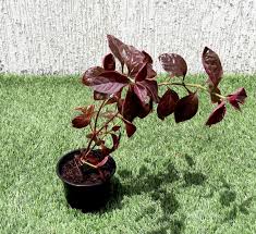 Image result for Iresine lindenii