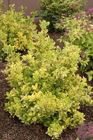 Maybe you would like to learn more about one of these? Golden Euonymus