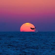 Pin By Vivien Buzz On Ocean In 2020 Underwater Pictures Dolphins Photo
