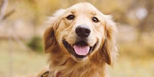 Read to a Therapy Dog
