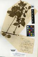 Image result for Clerodendrum formicarum