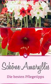 Amaryllis Pflegen So Schneiden Uberwintern Sie Sie Richtig Zimmerblumen Amaryllis Winter Blumen